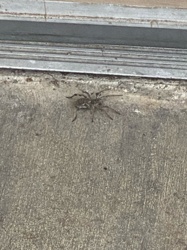 Wolf Spider