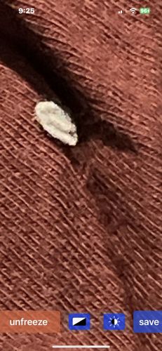 Case-bearing Clothes Moth Larva