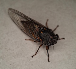 Annual Cicada (often called Dog-day Cicada)