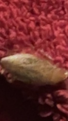 Fly (Pupa or Larva)