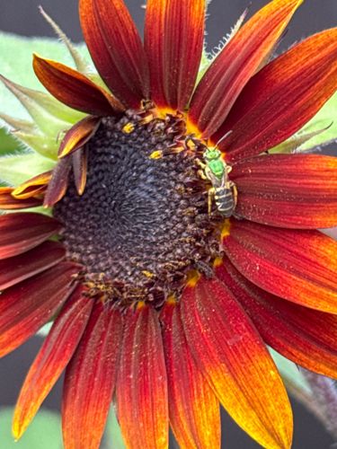 Green Sweat Bee (likely a species of Agapostemon or Augochloropsis)