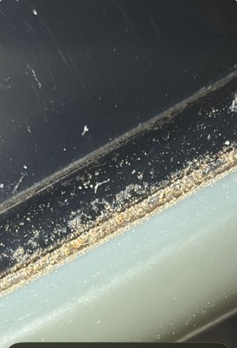 Mold Mite (also known as Cheese Mite or Flour Mite)