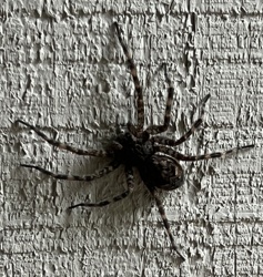 Wolf Spider
