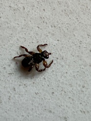 Velvet Ant (though it's a type of wasp)