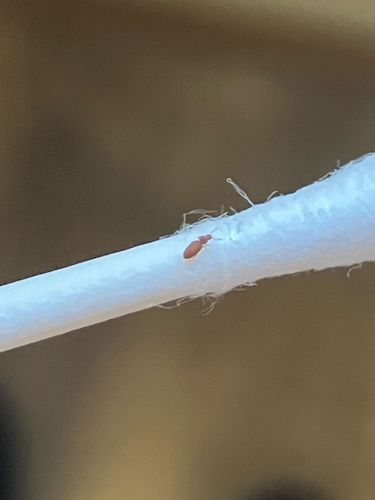 Bird Mite (e.g. Chicken Mite, Red Mite)