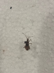 Western Conifer Seed Bug