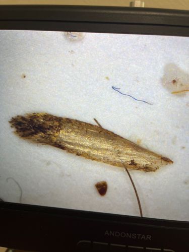 Case-bearing Clothes Moth Larva Case