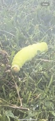 Luna Moth Caterpillar