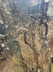 Camel Cricket, Cave Cricket, Spider Cricket