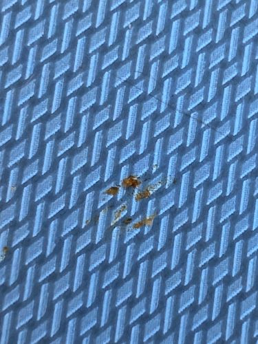 Bed Bug (Exoskeleton/Shell Sheaths)