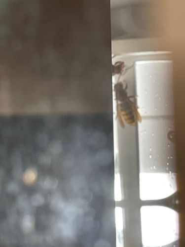 Paper Wasp (likely European Paper Wasp)