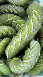 Elephant hawk-moth caterpillar