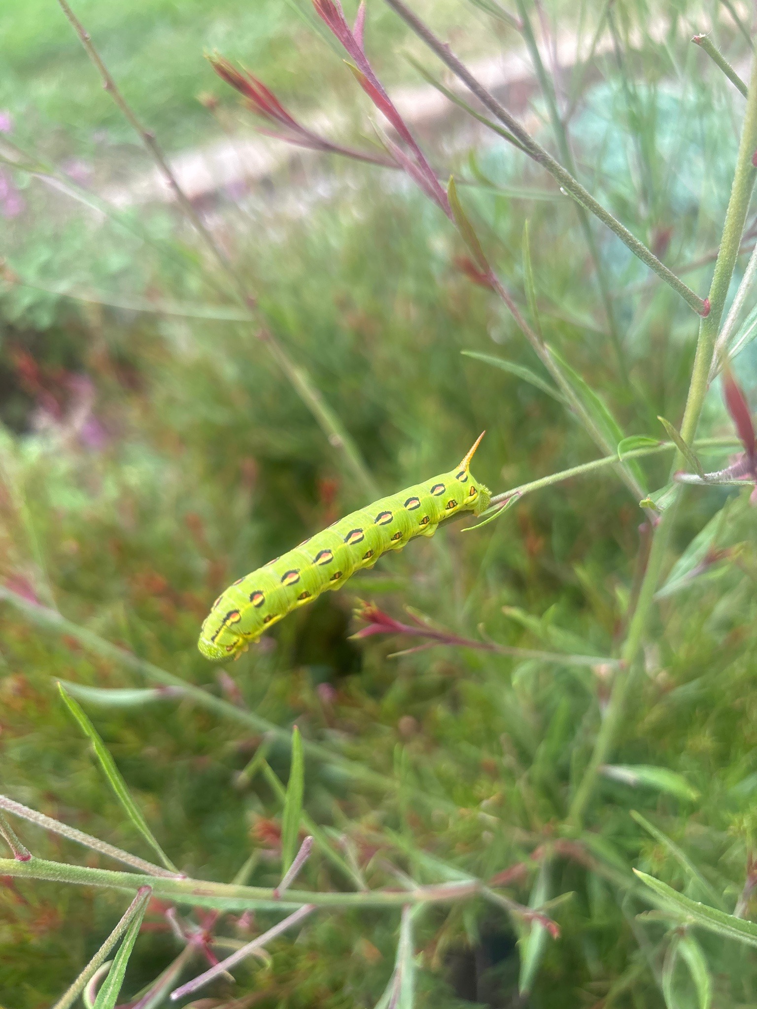 Elephant hawk-moth caterpillar