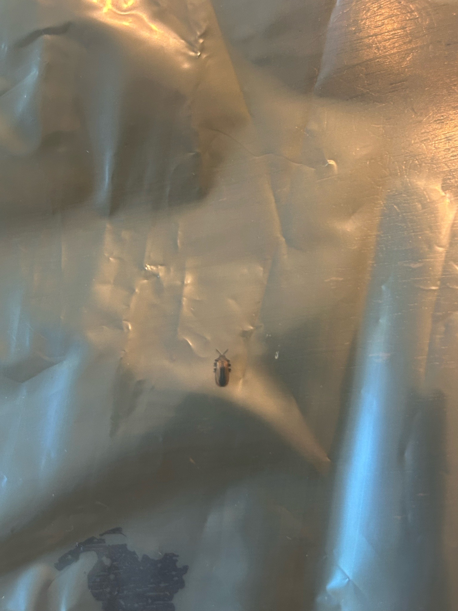 Elm Leaf Beetle