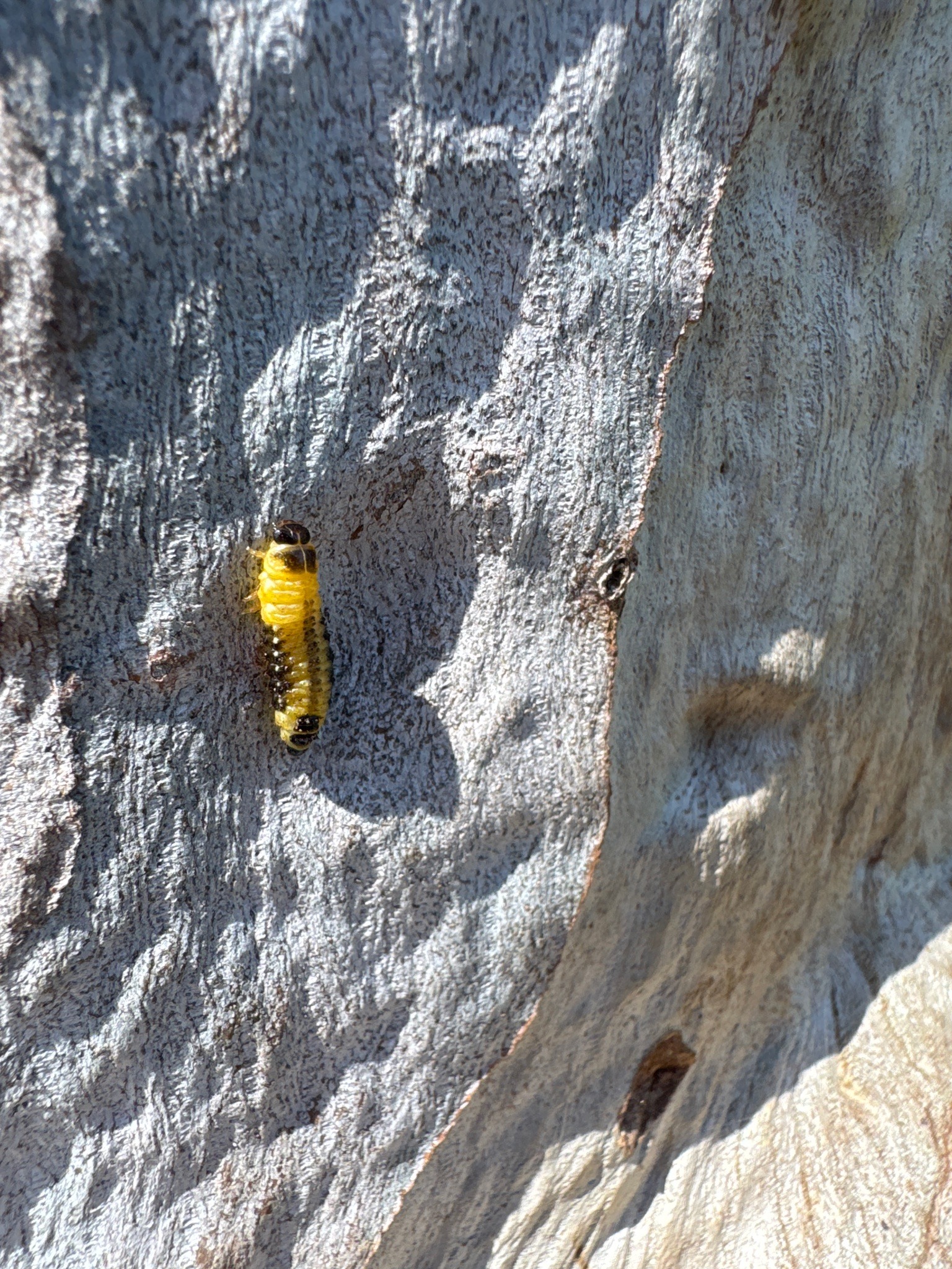 Elm sawfly larva (probable)