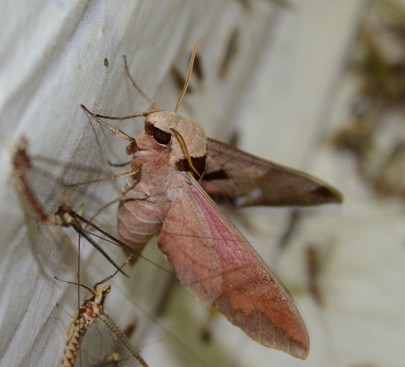 Achemon Sphinx Moth