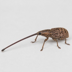 Acorn Weevil Identification Guide