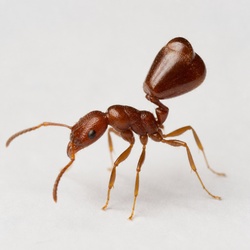 Acrobat Ant Identification Guide