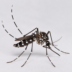 Aedes Mosquito Identification Guide