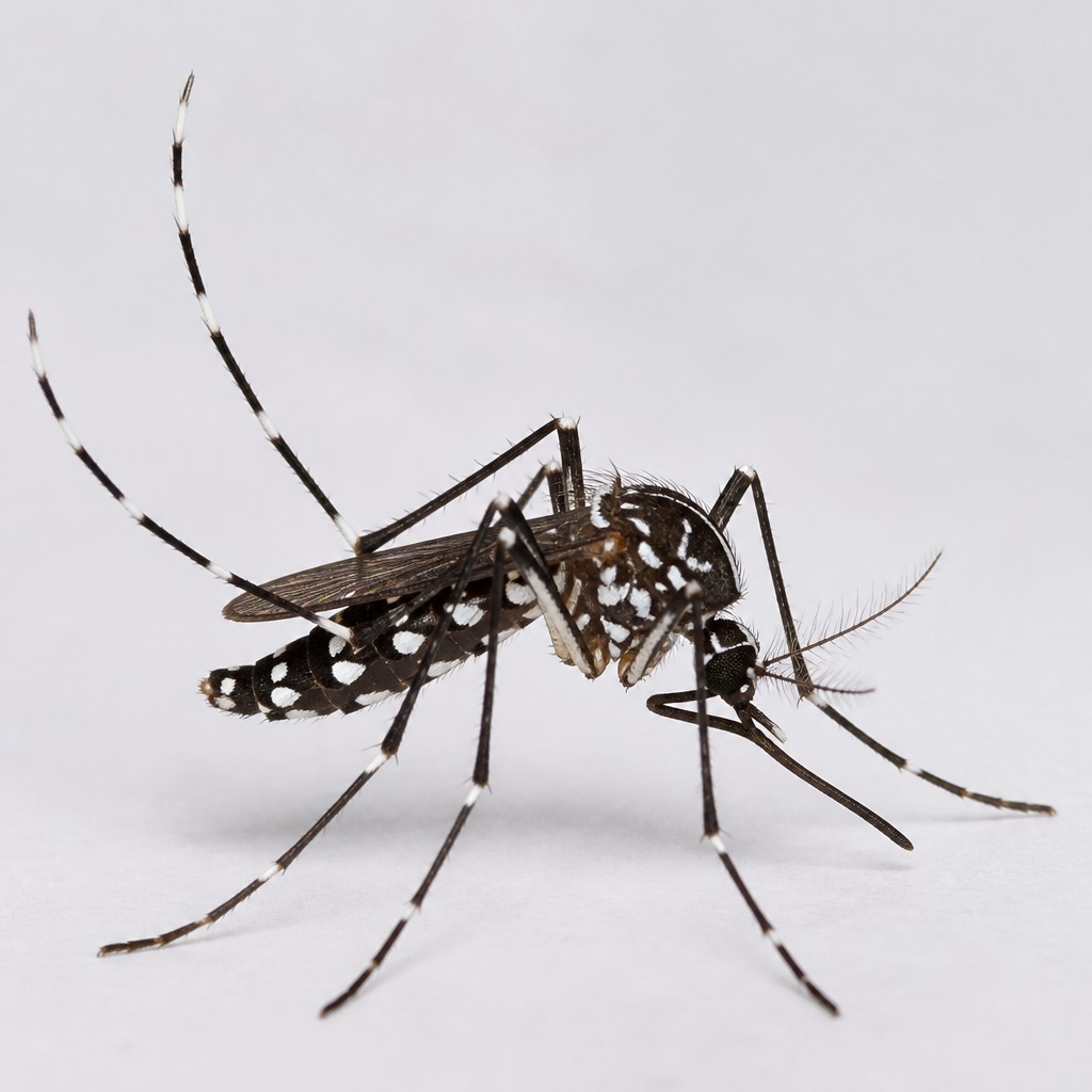 Aedes Mosquito