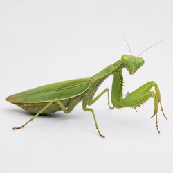African Mantis Identification Guide