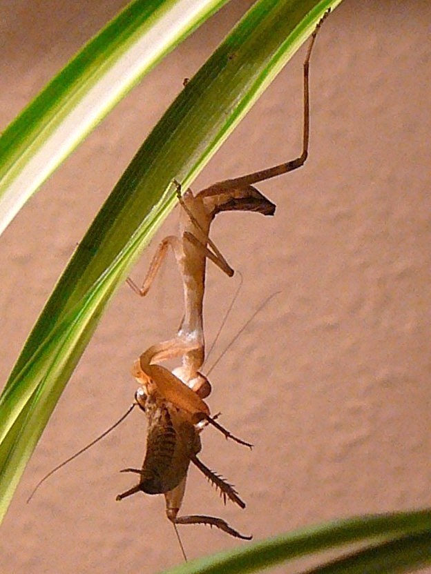 African Mantis