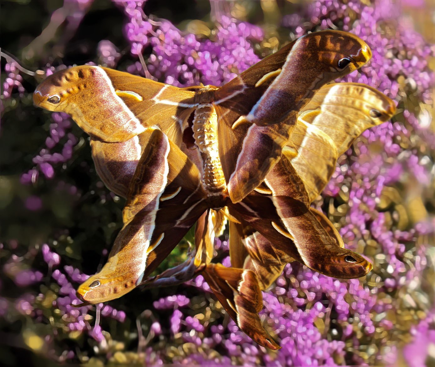 Ailanthus Silkmoth (Cynthia Moth)