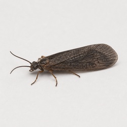 Alderfly Identification Guide