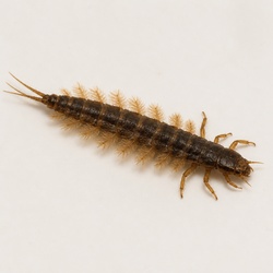 Alderfly Larva Identification Guide
