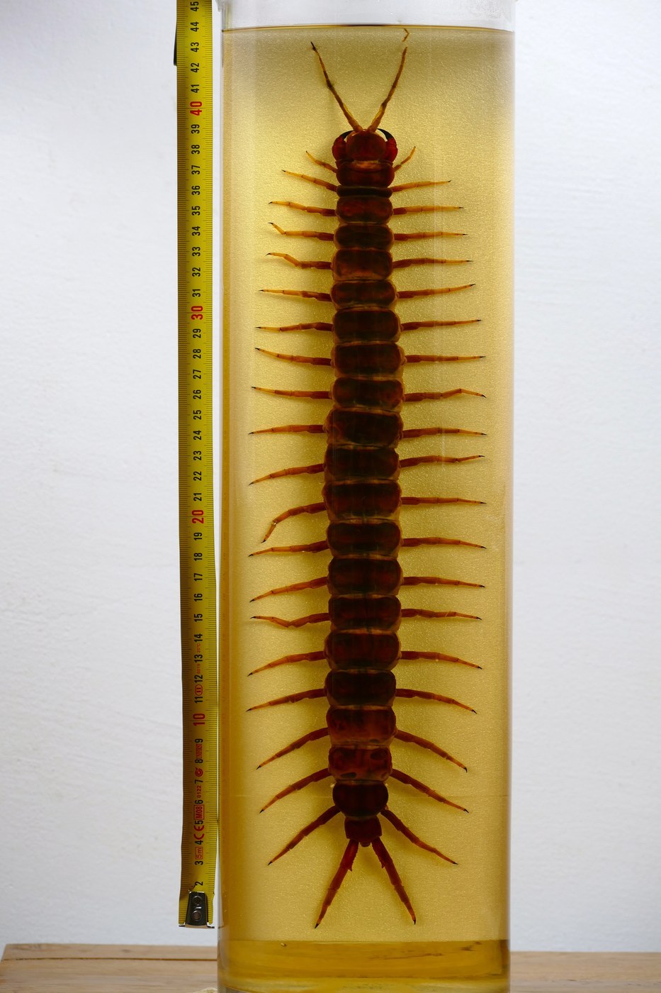 Amazonian Giant Centipede