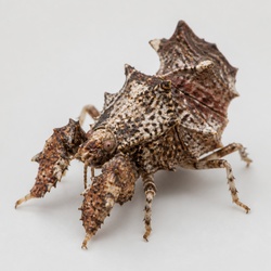 Ambush Bug Identification Guide
