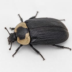 American Carrion Beetle Identification Guide