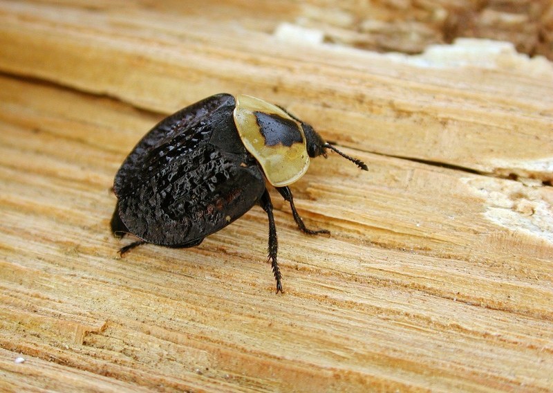 American Carrion Beetle