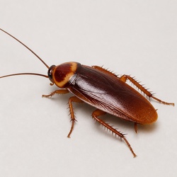 American Cockroach Identification Guide