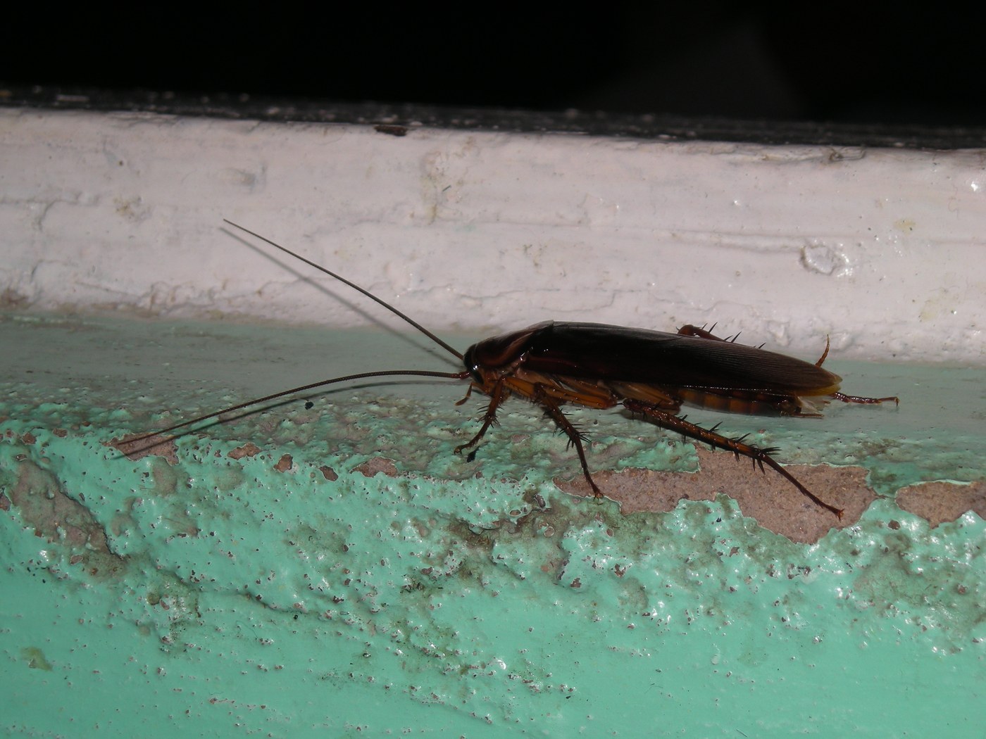 American Cockroach