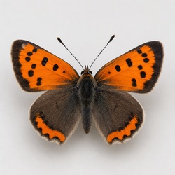 American Copper Identification Guide