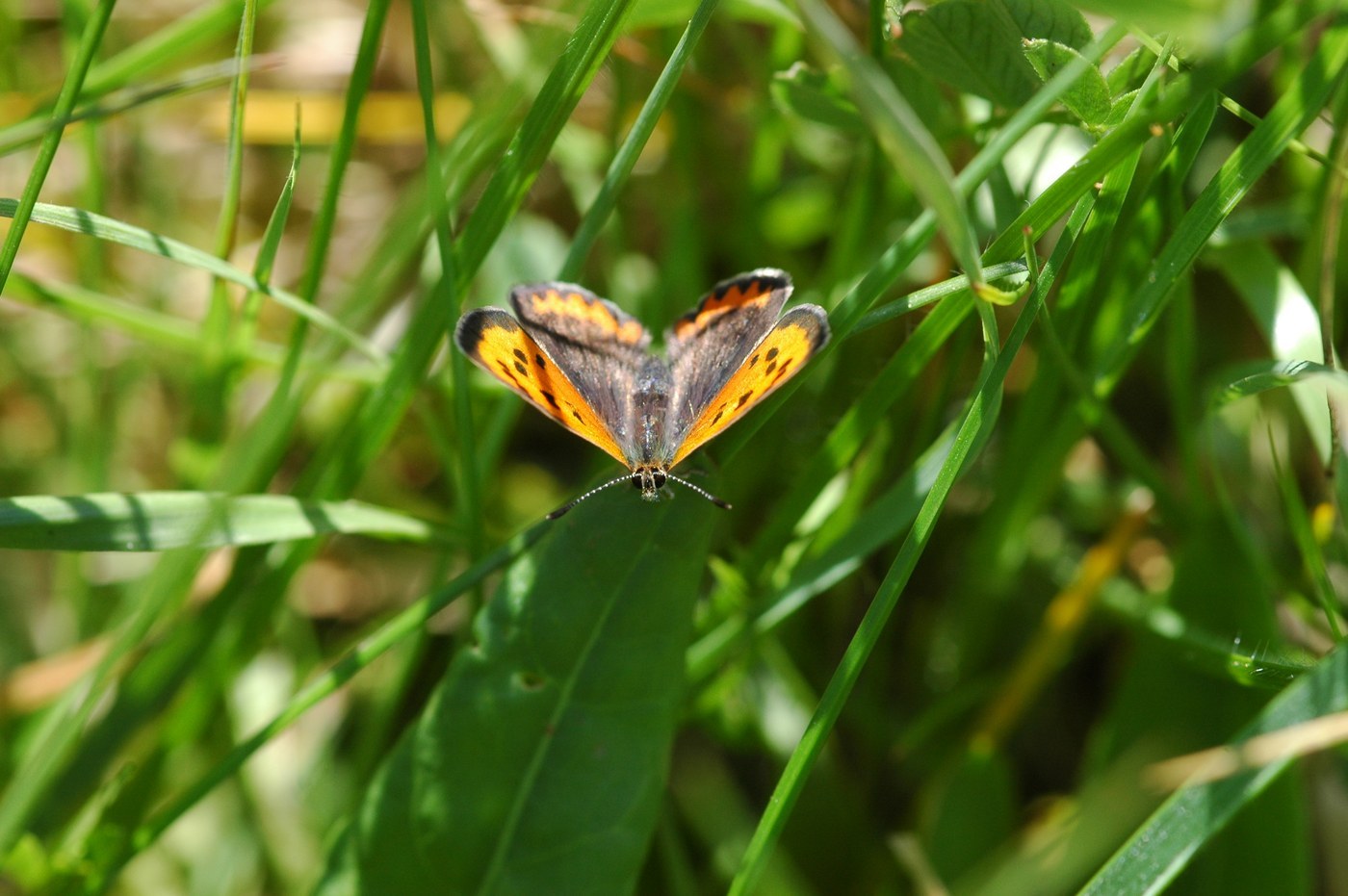 American Copper