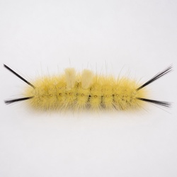 American Dagger Moth Caterpillar Identification Guide