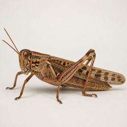 American Grasshopper Identification Guide