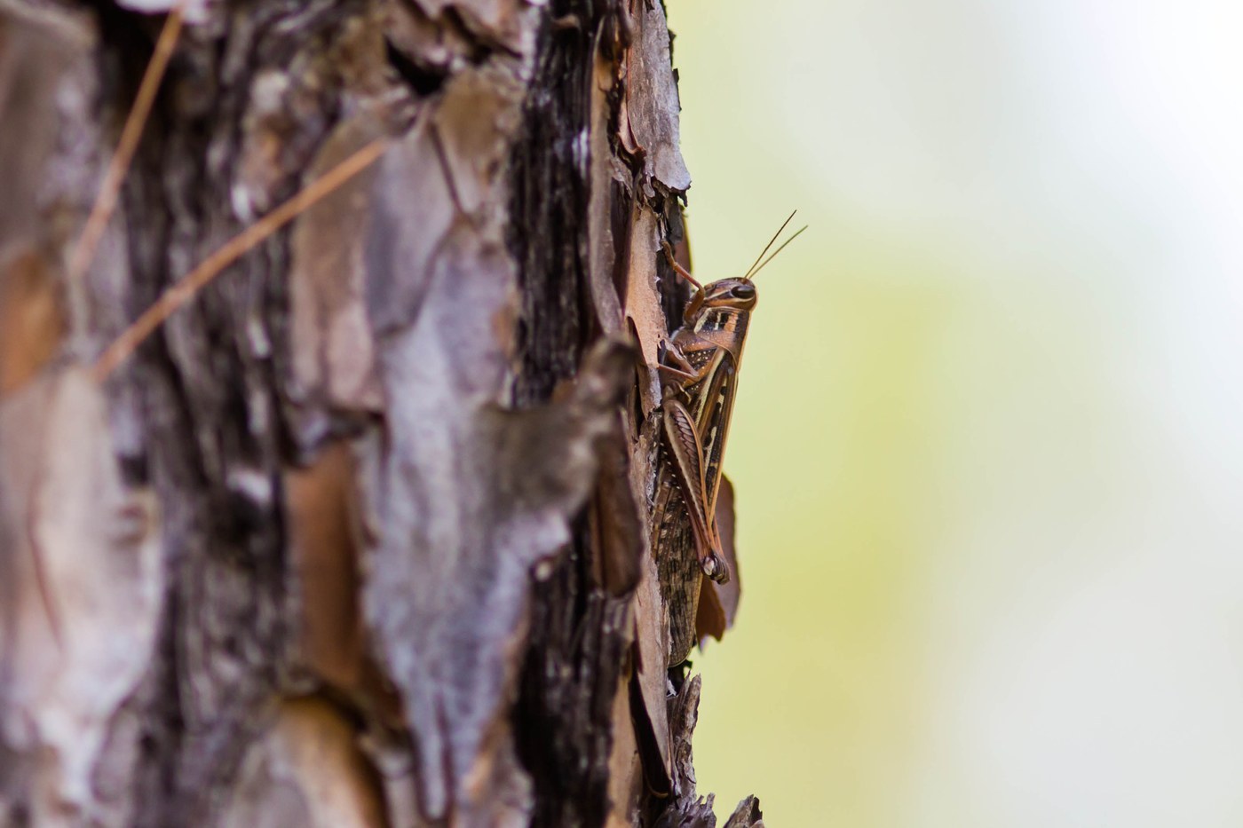 American Grasshopper