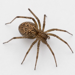 American House Spider Identification Guide