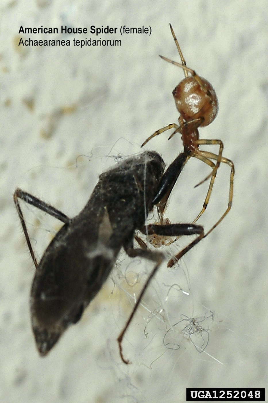 American House Spider