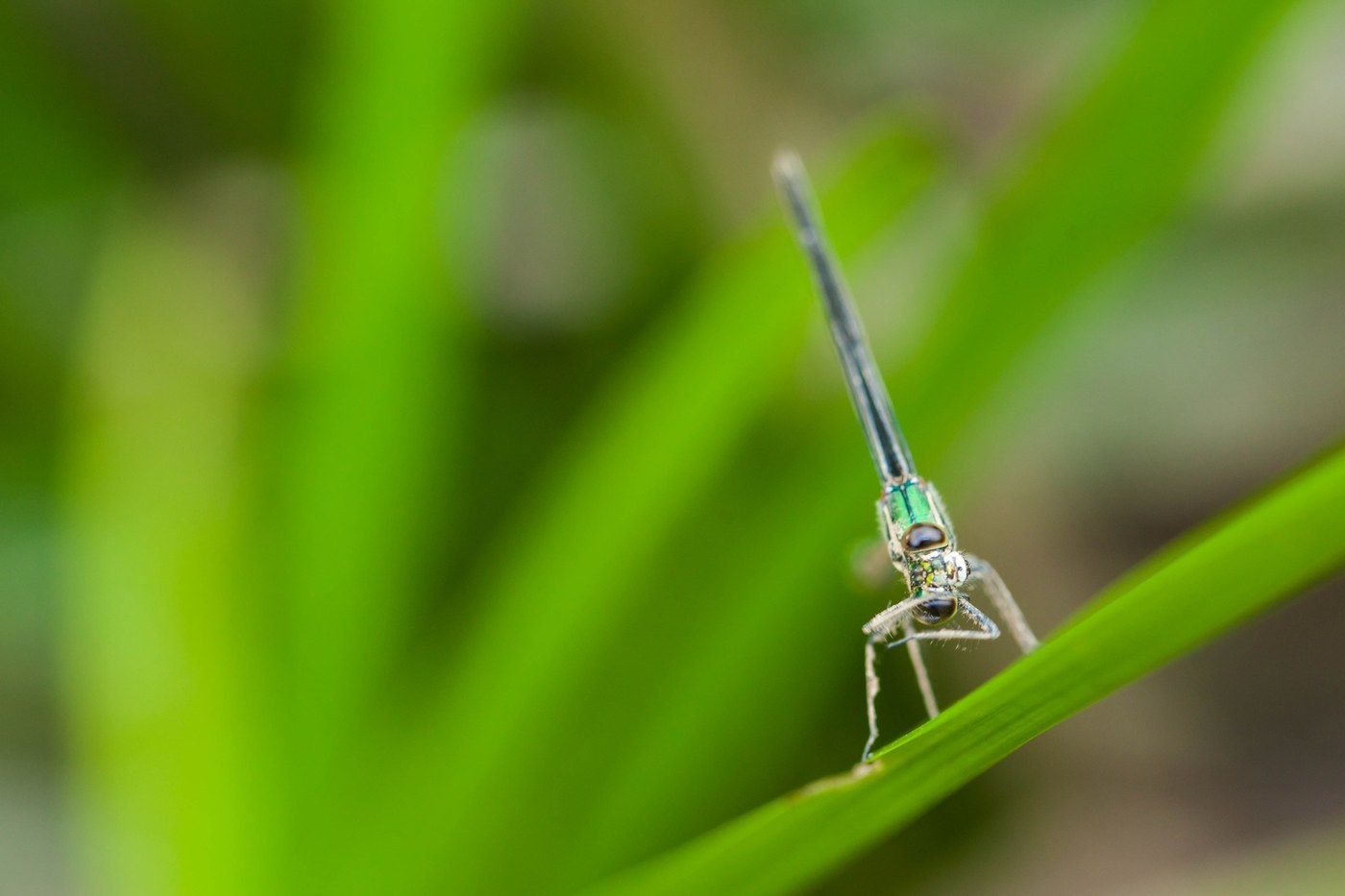 American Rubyspot