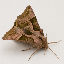 Angle Shades Moth Identification Guide