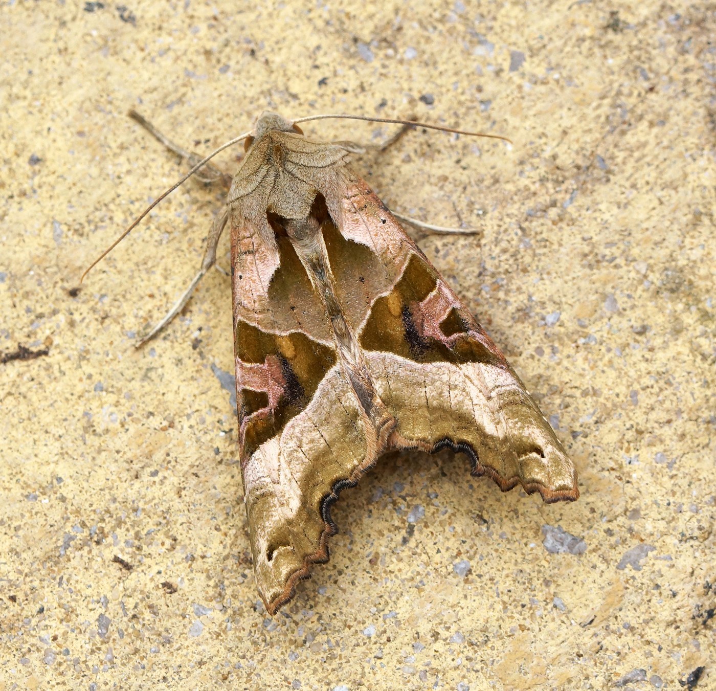 Angle Shades Moth