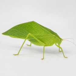 Angular-winged Katydid Identification Guide