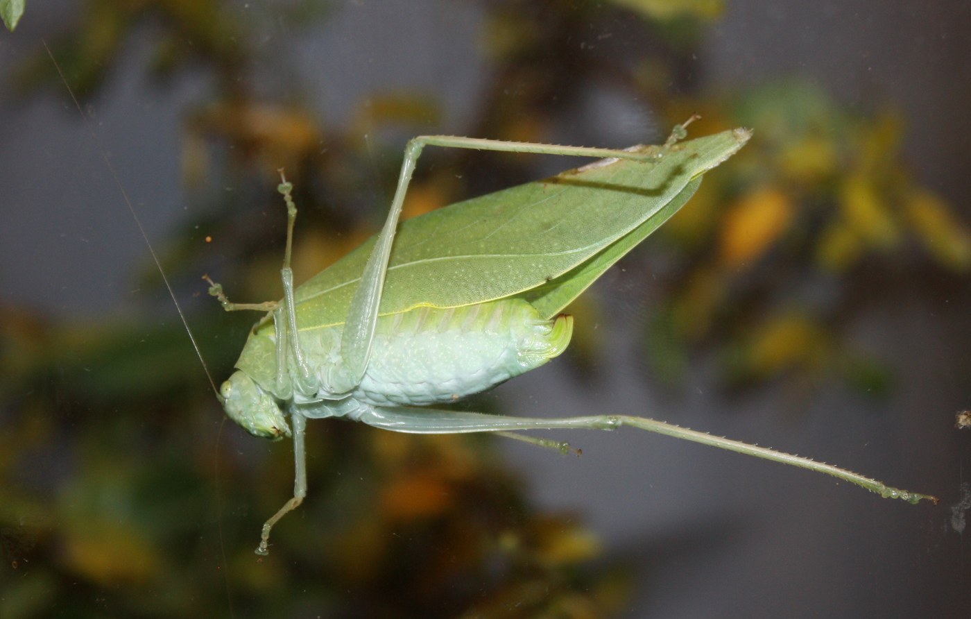 Angular-winged Katydid