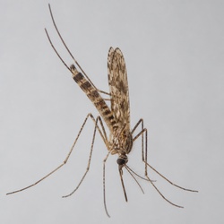 Anopheles Mosquito Identification Guide
