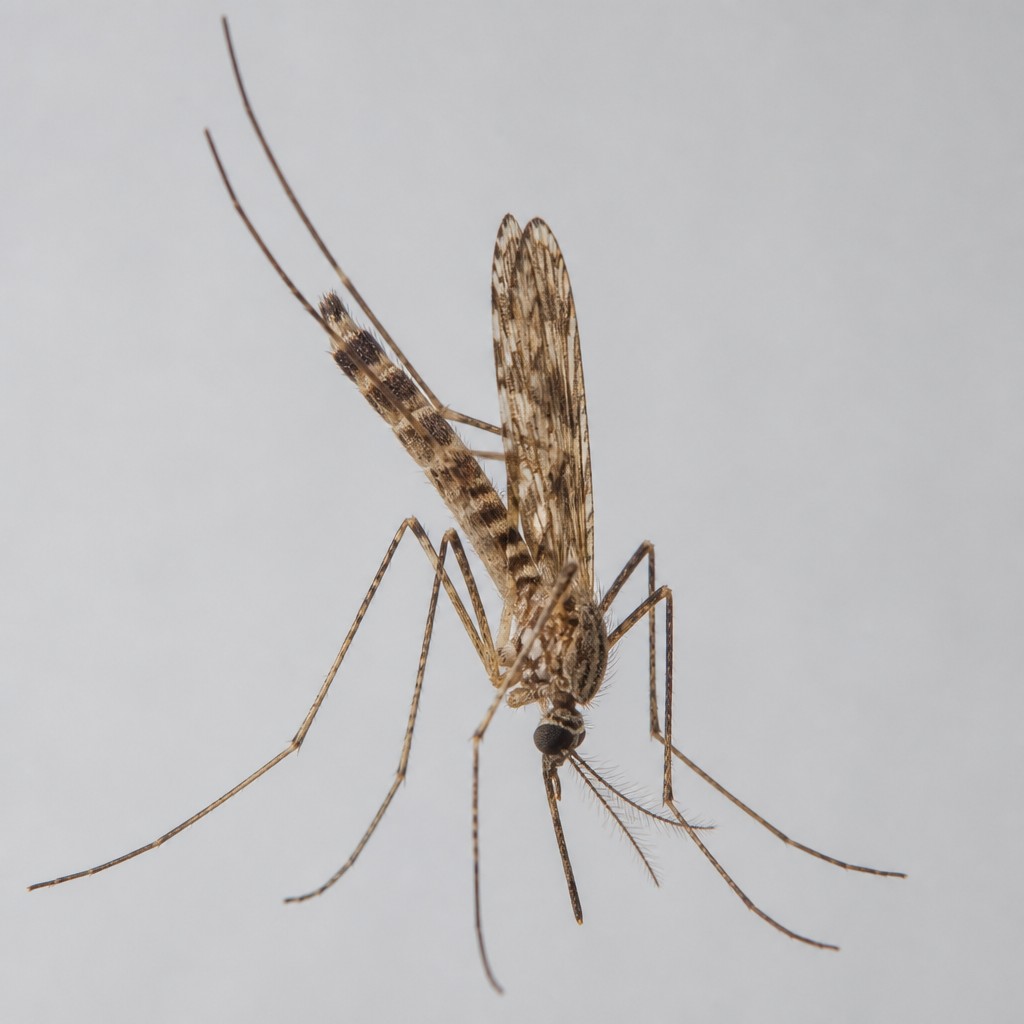 Anopheles Mosquito