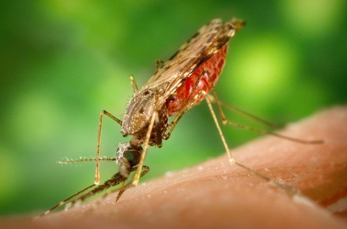 Anopheles Mosquito Identification Guide